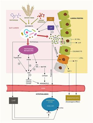 The Other Obesity Epidemic—Of Drugs and Bugs